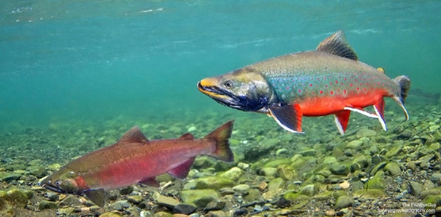 Dolly Varden, Cooho Salmon, Kanektok RIver by The FishEyeGuy.
