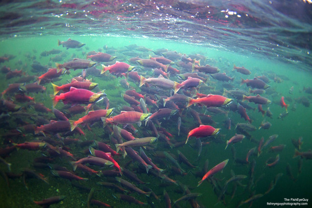 Sockeye Salmon in Bristol Bay by The FishEyeGuy.
