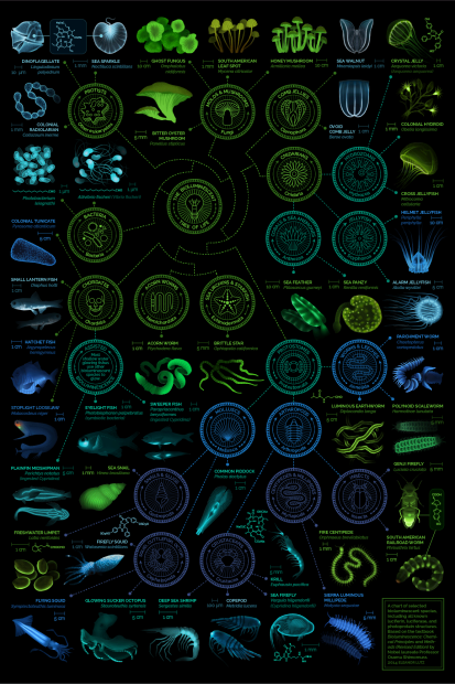 Infographic of bioluminescent organisms. Poster created by Eleanor Lutz. http://tabletopwhale.com