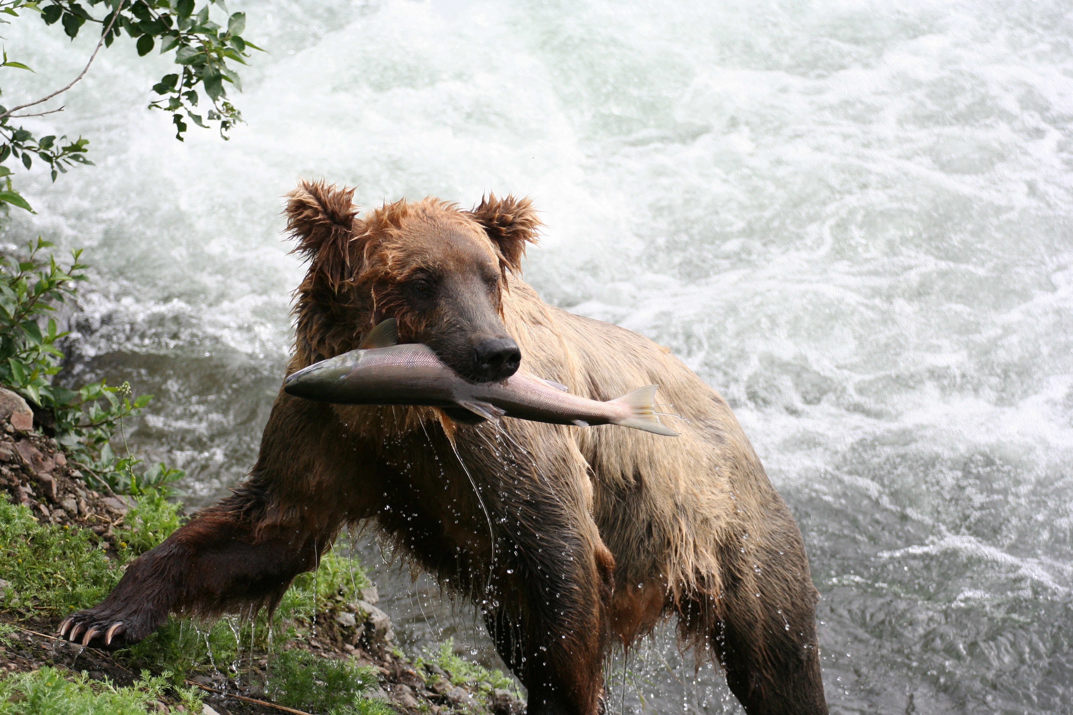 brown bear with salmon