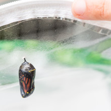 Monarch chrysalis by Avelino Maestas.