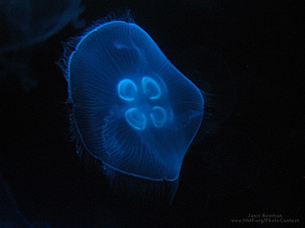 Bioluminescent Jellyfish. Photo National Wildlife Photo Contest entrant Janis Bowman.