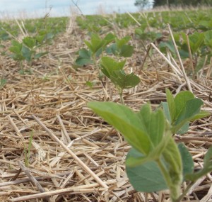 Soybeans enjoying warmer soils thanks to no till and cover crops. 