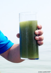 A glass of Lake Erie water, showing the effects of a harmful algal bloom. 