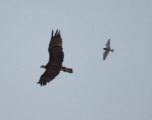 An osprey seen flying over the Missisquoi National Wildlife Refuge, followed by a black tern. Photo Credit: Ken Sturm, USFWS