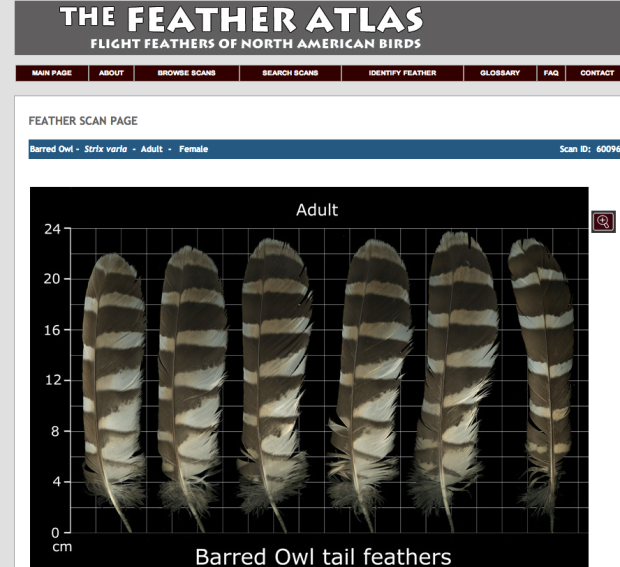 The Feather Atlas   Feather Identification and Scans   U.S. Fish and Wildlife Service Forensics Laboratory