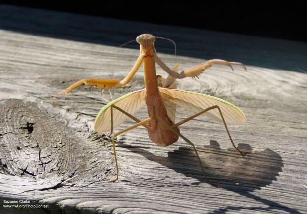 Mantis in Maryland by Suzanne Clarke.