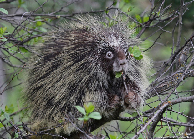 Porcupine in Wyoming by Joan Saba.
