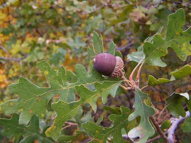 Gambel oak acorn. Photo credit: Bryant Olsen via Flickr Creative Commons.