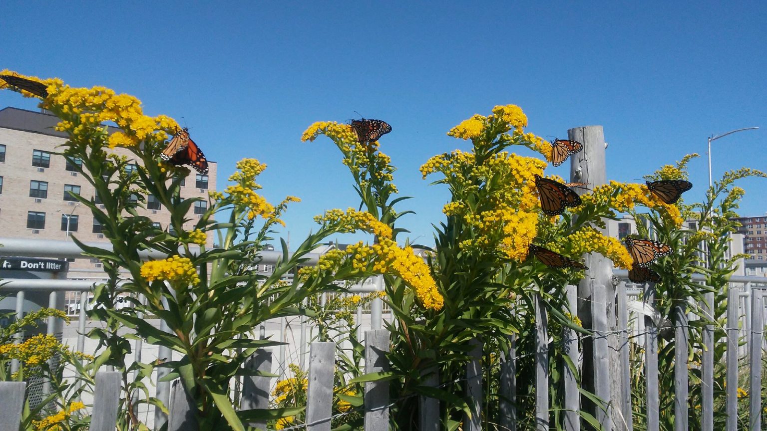 The Goldenrod Allergy Myth The National Wildlife Federation Blog   924383 NY Monarchs Goldenrod Stephanie Llinas Donated 1 1536x864 