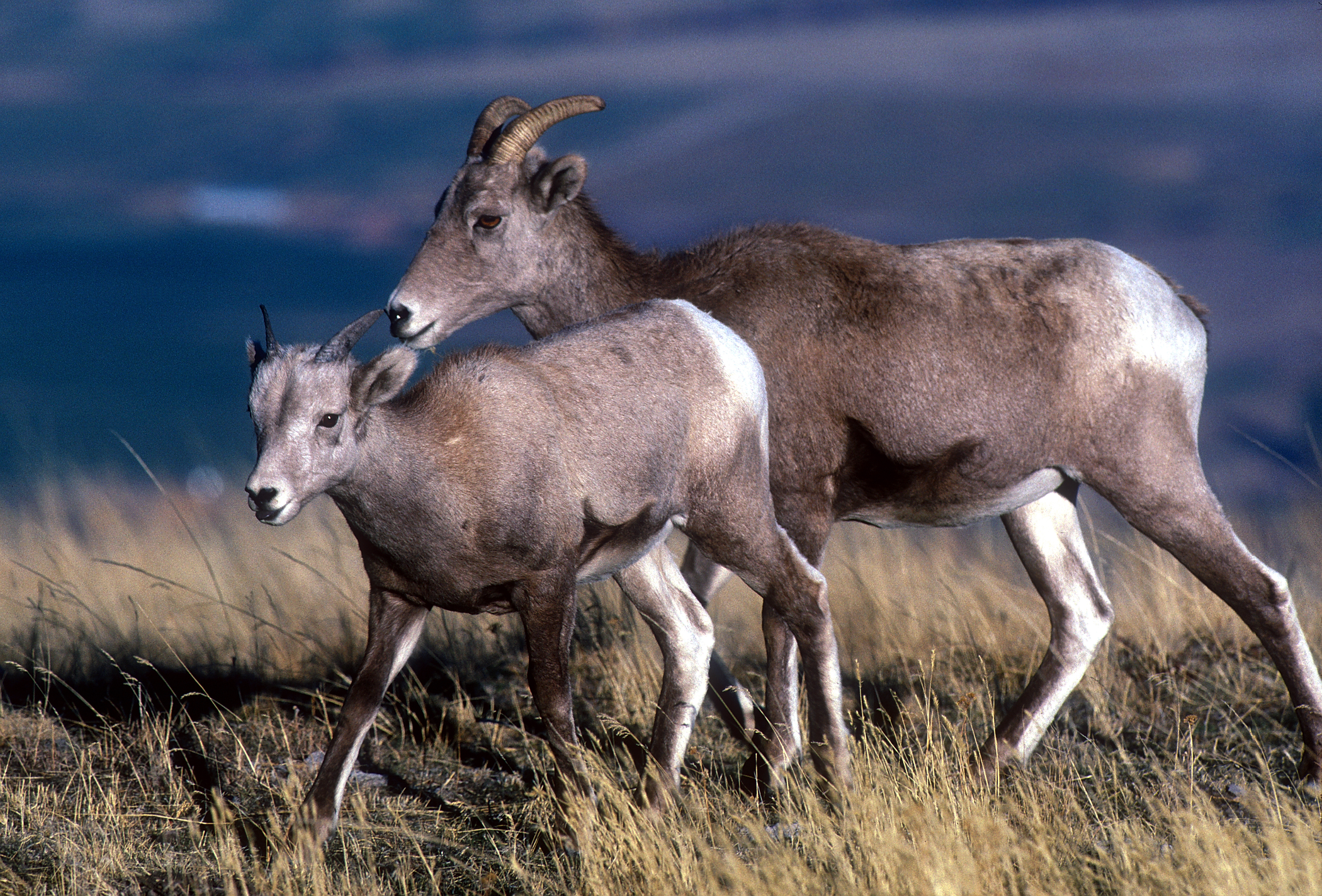 bighorn lamb and ewe