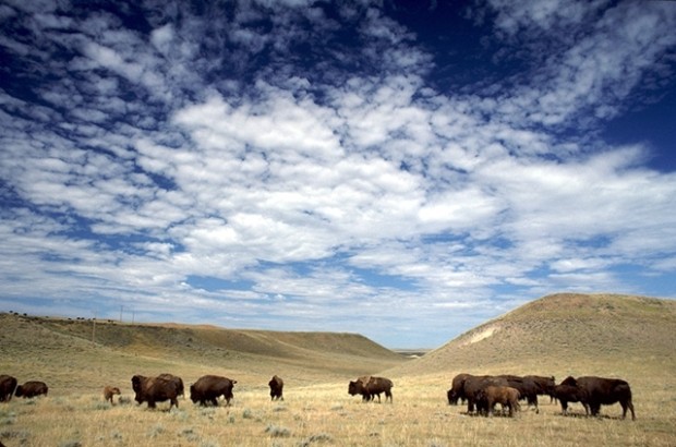 Bison on Cheyenne River Stephen C. Torbit