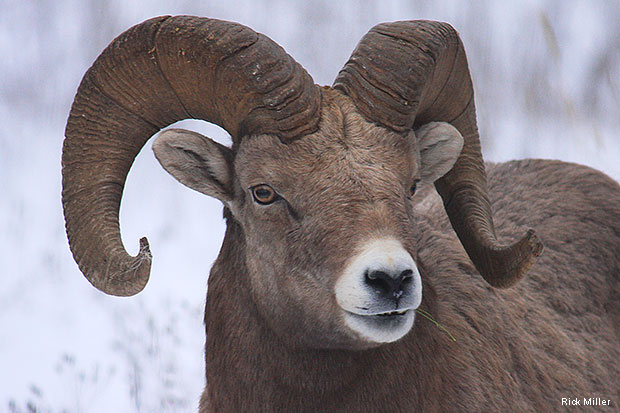 Bighorn sheep. Photo by National Wildlife Photo Contest Entrat Rick Miller.