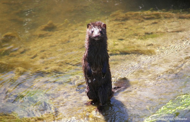 Weasel at Rachel Carson National Wildlife Refuge by Carlos Guindon/USFWS Contractor.