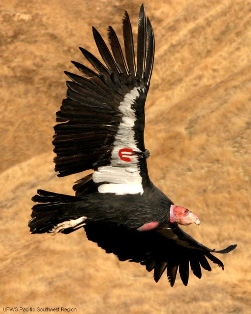 Witness the release of California condors, like the one pictured above, this Saturday. Photo courtesy of the USFWS Pacific Southwest Region.