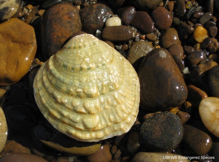 fanshell mussel