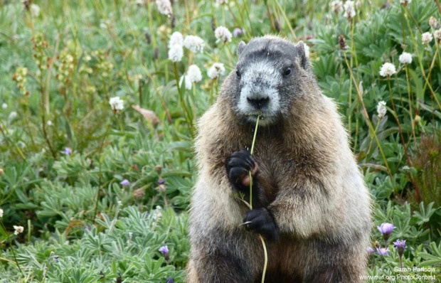 Marmot taken at Mt. Rainier National Park by Sarah Parslow.