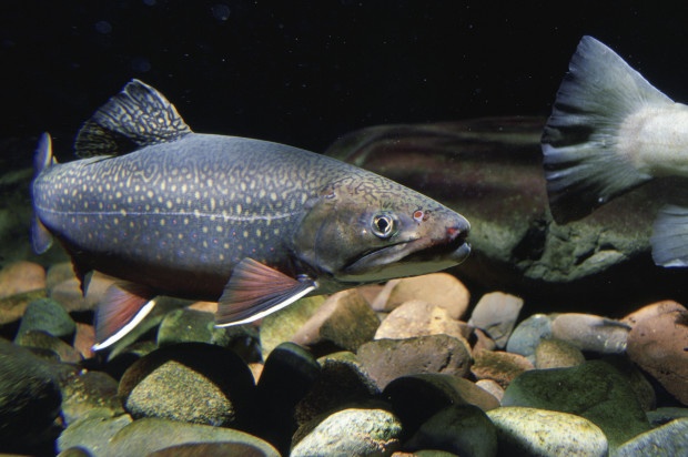 Brook Trout and other cold water game fish are vulnerable to a warming climate (credit: USFWS)