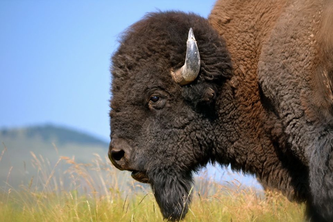 Bison by Carol Ayers at the National Bison Range in Montana.