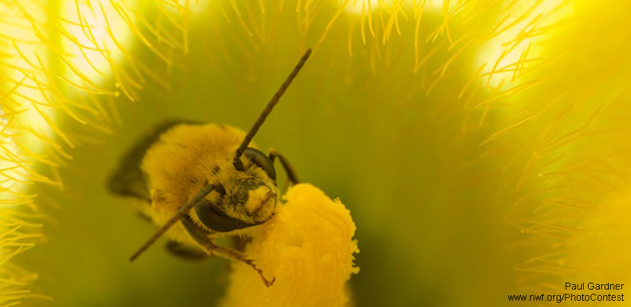 Bee pollinating a pumpkin flower by Paul Gardner.