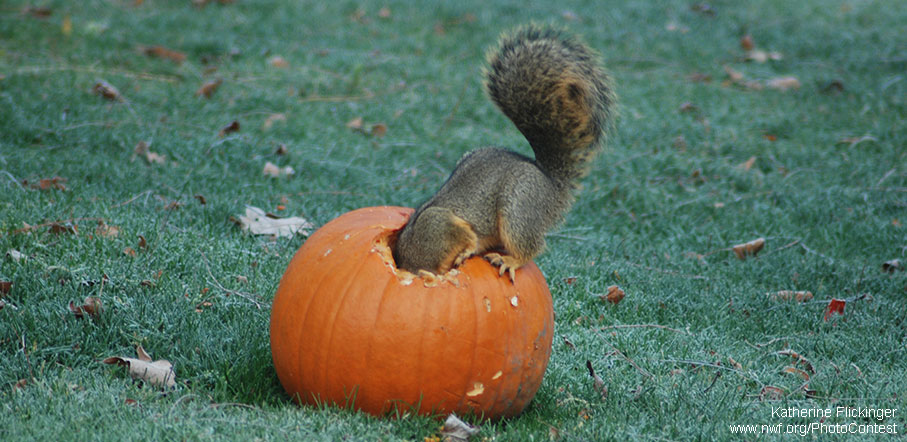 Squirrel in a pumpkin by Katherine Flickinger.
