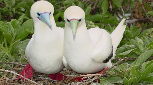 Red footed booby.  Photo by USFWS - Pacific