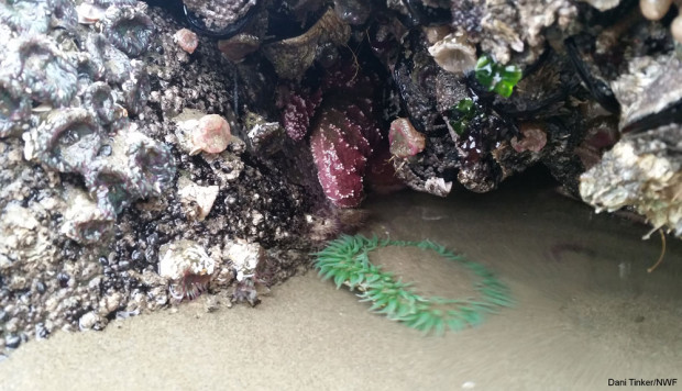 The one single sea star at Haystack Rock tide pools along Cannon Beach in 2014. Photo by Dani Tinker.