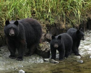 278686 Black Bears Lisa Thompson.jpg