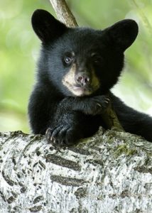 56847  Black Bear Cub Jeff Murray.jpg