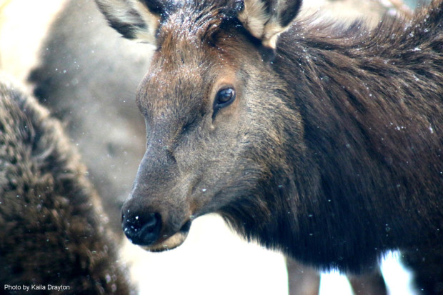 Elk at Rocky Mountain National Park this November. Photo by Kaila Drayton.