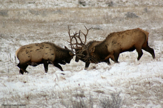 Elk in Rocky Mountain National Park this November. Photo by Kaila Drayton.
