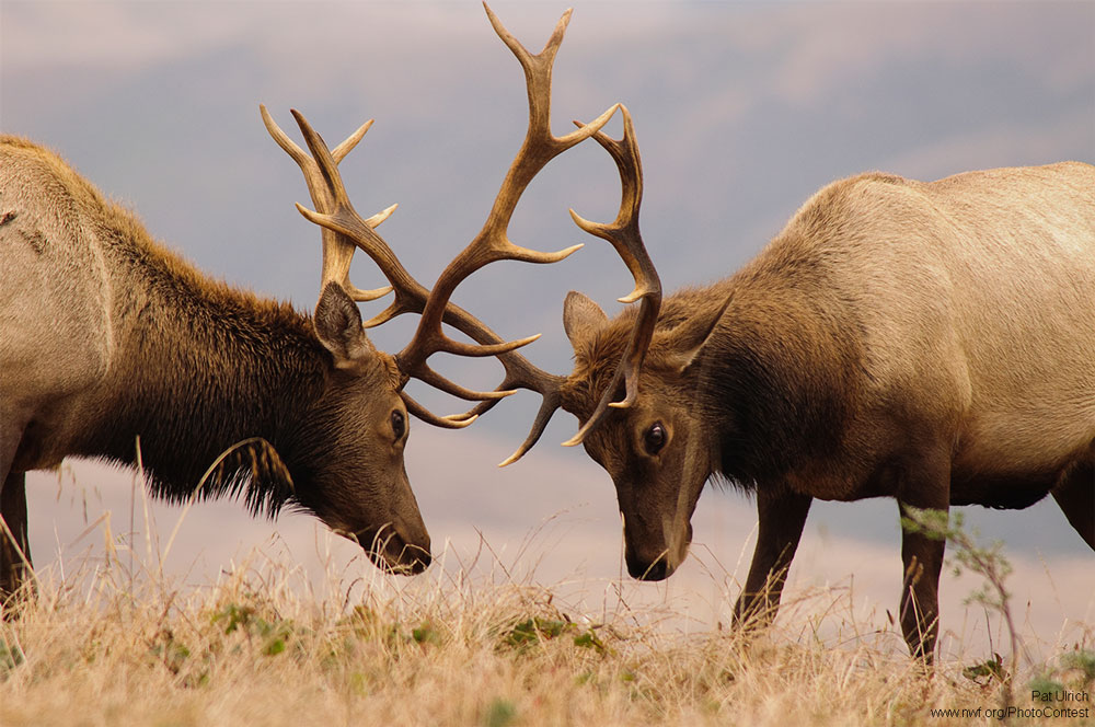 Tule elk at Point Reyes National Seashore by Pat Ulrich.