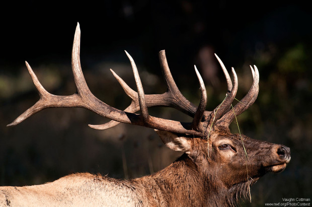 Bull elk in Rocky Mountain National Park by Vaughn Cottman.