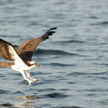 Osprey
