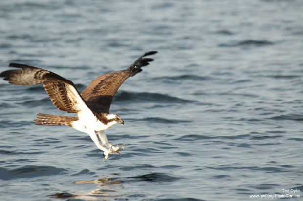 Osprey by by National Wildlife Photo Contest entrant Ted Dyke.
