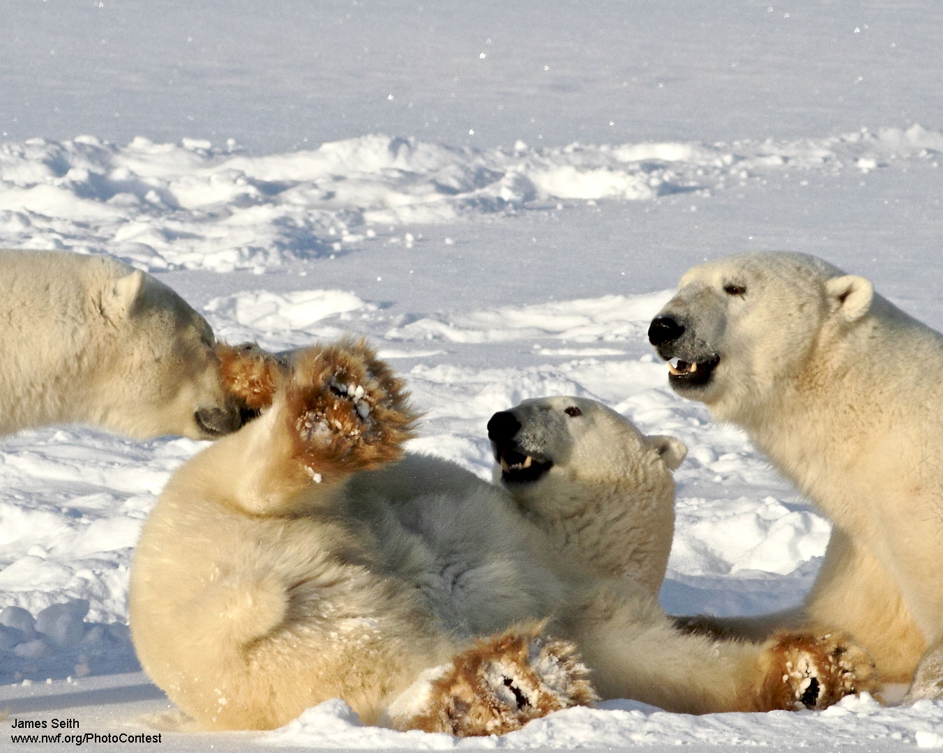 Polar Bears by National Wildlife Photo Contest entrant James Seith.