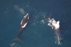 The Deepwater ONE agreement works to protect right whales and other marine mammals. Photo credit: NOAA