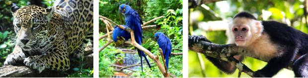 Photos: Jaguar (Inger Avant); Hyacinth Macaws (Staci Morgan); and Capuchin Monkey (Mikey Jarrell) 