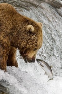Warmer water poses risks to salmon runs in the Pacific Northwest. Declines in salmon impact other animals that depend on them, like bears. (photo credit: Greg Tucker)