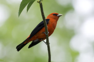 Scarlet Tanager. Photo credit: 