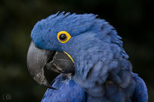Hyacinth Macaw. Photo Credit: Thorsten Hansen/ Flickr 