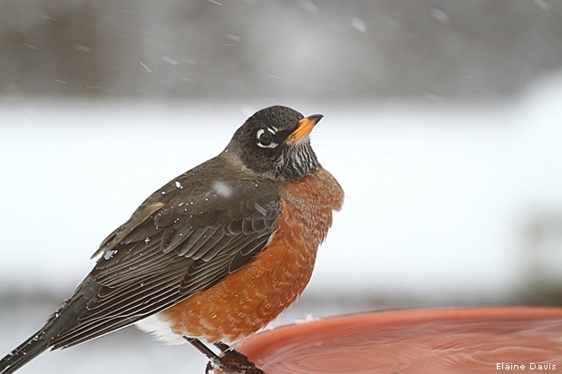 Don't Forget Water for Birds in the Winter! • The National Wildlife  Federation Blog