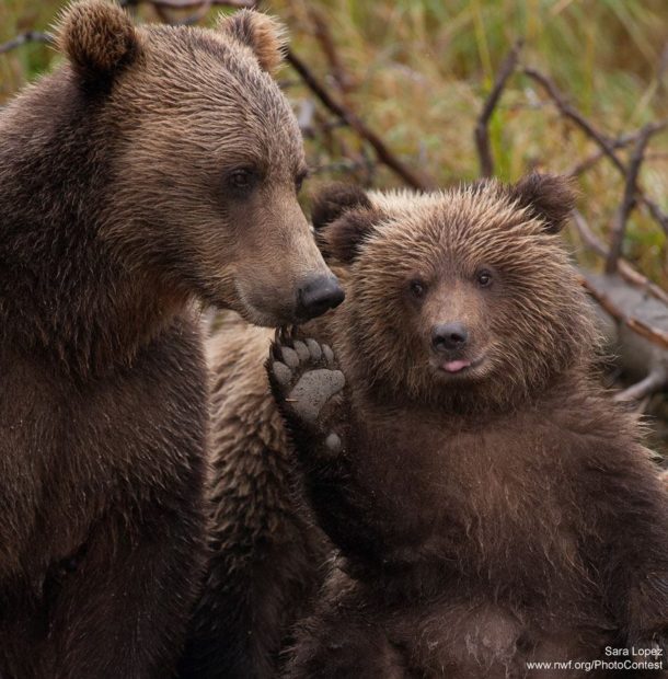 Sow and cub in Alaska by Sara Lopez.