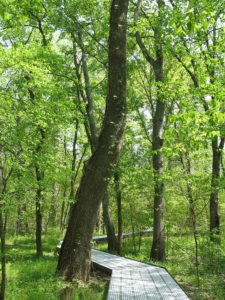 Big Oak Tree State Park, which encompasses some of the bottomland hardwood forests in the affected area. Photo: Wikipedia