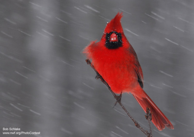 Cardinal by National Wildlife Photo Contest entrant Bob Schlake.
