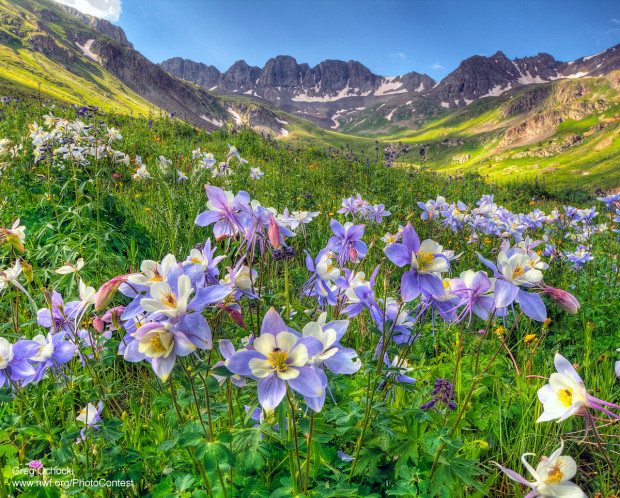 Wildflowers in mountain valley in Colorado by Greg Ochocki.