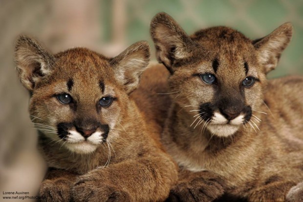 Mountain lion cubs at Sonoma County Wildlife Rescue. Photo by Lorene Auvinen.