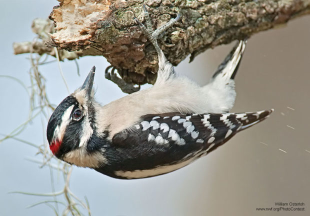 Downy woodpecker using its specially adapted feet to hang onto the tree, even upside-down. Photo by National Wildlife Photo Contest entrant William Osterloh.