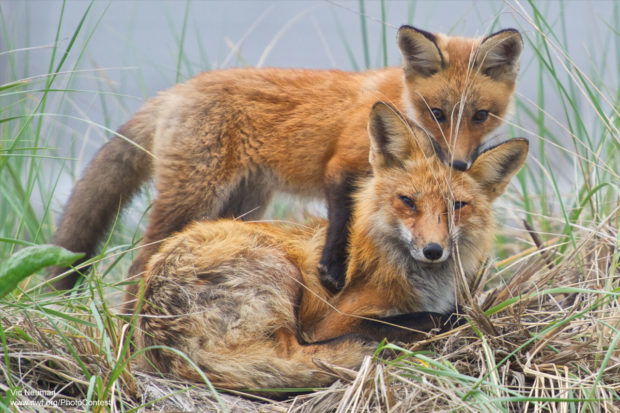 Red fox kit and mom in Massachusetts by Vic Neuman.