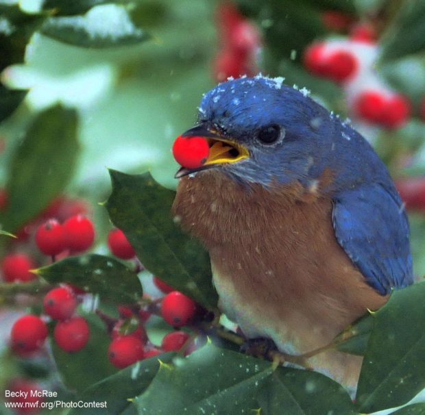 Eastern bluebird snacking on holly berries by Becky McRae.